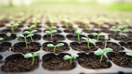 selective Close-up of green seedling.Green salad growing from seed.Young vegetable have planted in plastic trays were ready to the market. Microgreen are young vegetable green or sprouts, raw living.