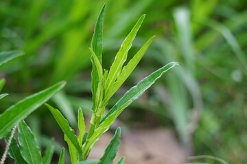 Sonchus Arvensis (Perennial sow, field milk thistle, field sowthistle, tempuyung, corn sow thistle, dindle, gutweed, swine thistle, tree sow thistle). Beneficial for wounds, cancer, cough.