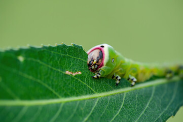 Cerura Vinula or Puss Moth Caterpillar Eating Green Leaf Macro