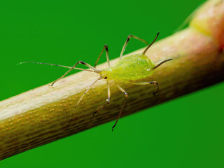 Crawling Aphid Close-up. Greenfly or Green Aphid Garden Parasite Insect Pest Macro on Green Background