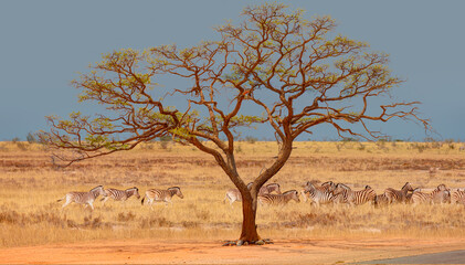 Group of Zebras running across the African savannah - Typical African lone acacia tree with blue sky - Etosha National Park, Namibia, Africa