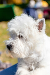 Dog breed west highland white terrier close up outside in sunny weather