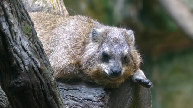 Close Up Of A Rock Hyrax Lying And Resting On A Tree Log In Woodland. Procavia Capensis. 