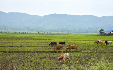 Beautiful countryside landscape with cattle grazing in the field. 
