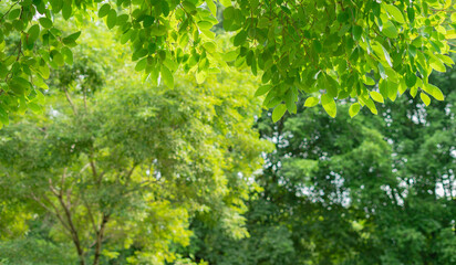 fresh green leaves frame blur background