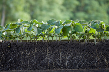 Fresh green soybean plants with roots - obrazy, fototapety, plakaty