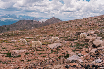 Mountain Goats - Colorado Nature Photography in the Summer