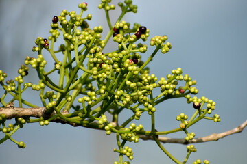 Clusters fruit  of elderberry (Sambucus nigra) grown in wild.