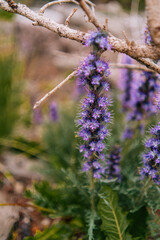 Wildflowers - Colorado Nature Photography in the Summer