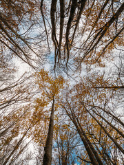 Natural landscape with a view from the bottom to the trunks and tops of autumn trees with orange...