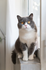 British Shorthair cat sitting on the windowsill