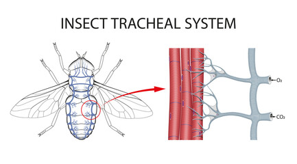 The Structure of the Tracheae of Insects