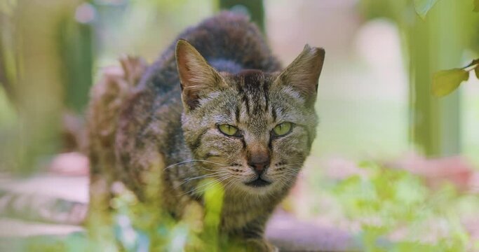 猫 正面　こちらを伺うトラネコ　 | Cat & Garden  / Japanese Cat Gazed at the Here
