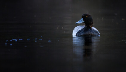 A greater scaup duck front view with head turned in dark waters