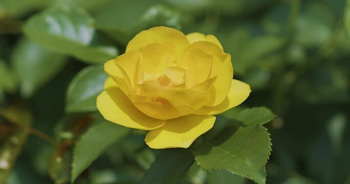 黄色の薔薇  美しい自然 |  Yellow Rose / Beautiful Nature