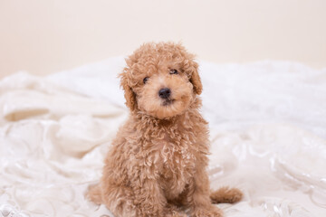 Poodle