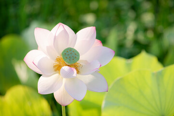 夏の早朝に咲いた蓮の花