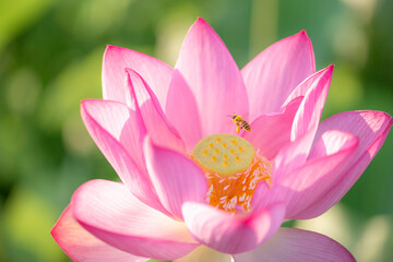 夏の早朝に咲いた蓮の花と蜜蜂