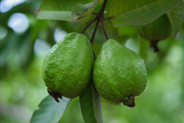 Organic guava fruit. green guava fruit hanging on tree in agriculture farm of India in harvesting season, This fruit contains a lot of vitamin C.