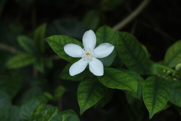 White Angel Flower