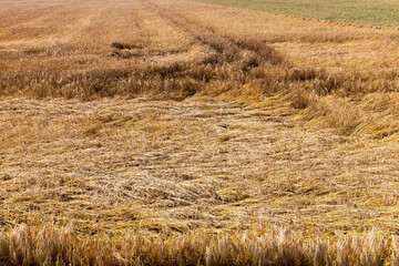 agricultural field with mature golden yellow cereals