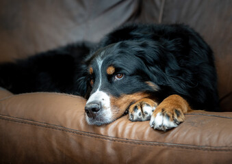 Beautiful happy female Bernese Mountain dog relaxing on the sofa at home