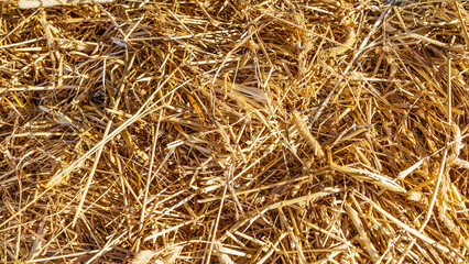 Golden, natural, warm background of hay straw. The texture of hay straw. Harvesting, harvesting hay for the winter. Closeup