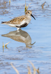 Dunlin
