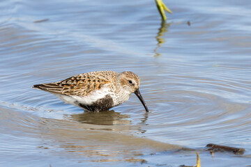Dunlin