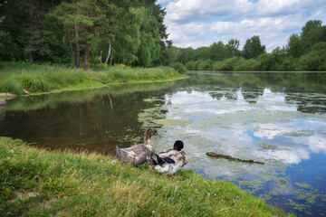 A couple of ducks are resting on the shore of a forest pond in summer.
