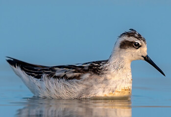 wader bird swimming in the lake,with bokeh light, The red-necked phalarope, also known as the northern phalarope and hyperborean phalarope, is a small wader