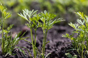 covered with young carrot plants after the rain