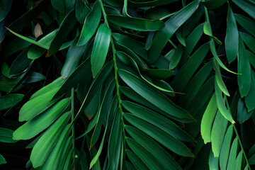 Fototapeta na wymiar closeup nature view of palm leaves background, dark nature concept