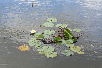 Lily leaves on water top view.