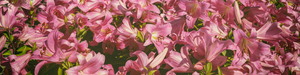 Nature flower background. Flowering pink lilies in a horizontal banner