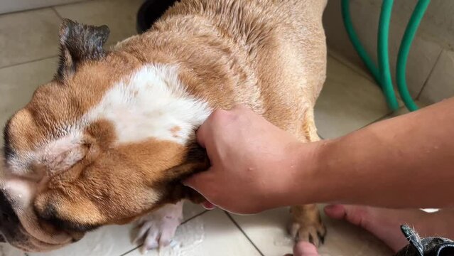 Caring pet owner, English bulldog enjoying rubbing and cleaning of its little ears with water, home grooming shot.