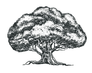 family tree hand drawn vector illustration realistic sketch