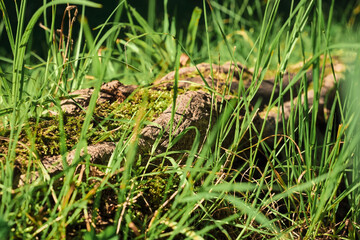 Grass growing in oak roots, blurred background horizontal background for wallpaper or forest ecosystem banner. The idea of a splash screen about the problems of warming and climate change