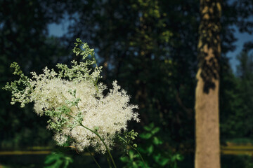 White flowers of meadowsweet in the forest undergrowth, close-up on flowering grass. Horizontal background for wallpaper or banner about forest ecosystem. Screensaver idea about climate change issues.