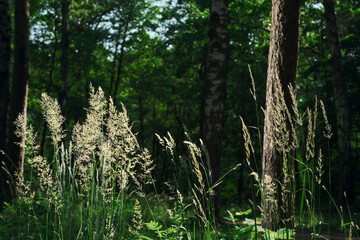 Obraz premium Blooming herbs in the forest natural sunlight, selective focus, horizontal background for wallpaper or forest ecosystem banner. Screensaver idea about climate change issues