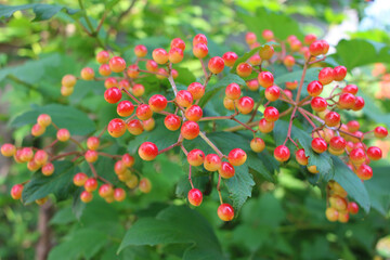 beautiful sprig of viburnum beautiful background