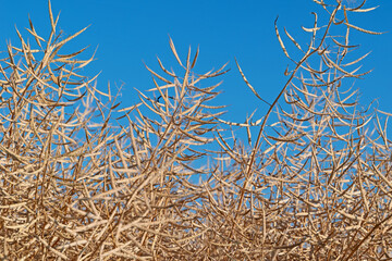 Fototapeta premium Reifer Raps vor blauem Himmel