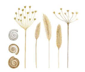 Hand-drawn golden dried spikelets, wild herbs, and snail shells isolated on a white background. Rustic watercolour sketches 