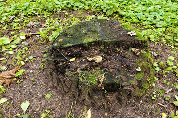 An old stump in the park is covered with moss