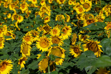 Obraz premium a sunflower field with a large number of sunflowers to increase the harvest of food