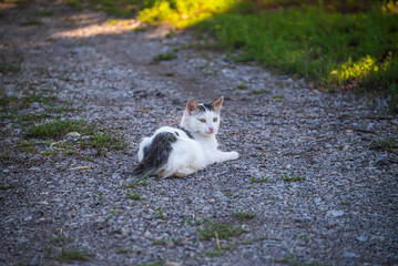 domestic, black and white cat sits on the path, selective focus