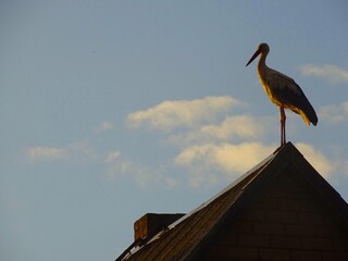 one stork on the roof of the house