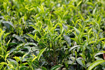 Janet Karimi's tea garden. Janet, a client of KWFT microfinance since 2007, is currently servicing a loan of 100,000 KS.
