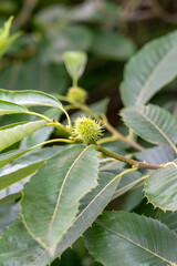 Chestnut tree with young fruits and green lush foliage. Uncultivated wild plant