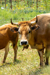 Brown beautiful Asturian horned cow looking into the camera on a green summer pasture